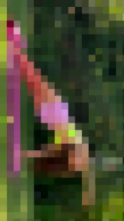 nesty69 - Mwdl6HquLG